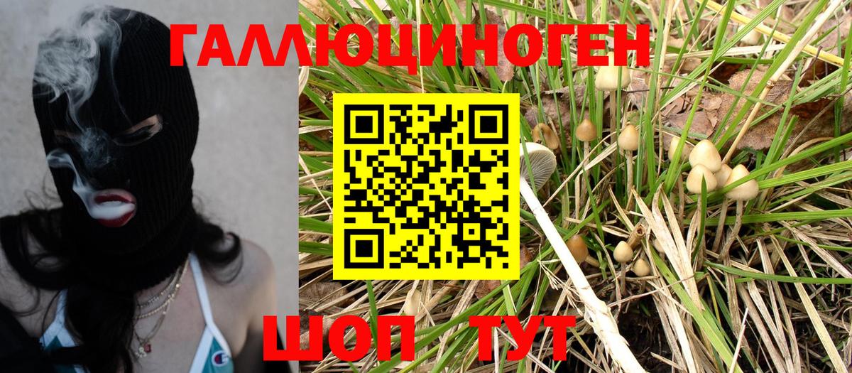 Псилоцибиновые грибы Psilocybine cubensis Курчалой